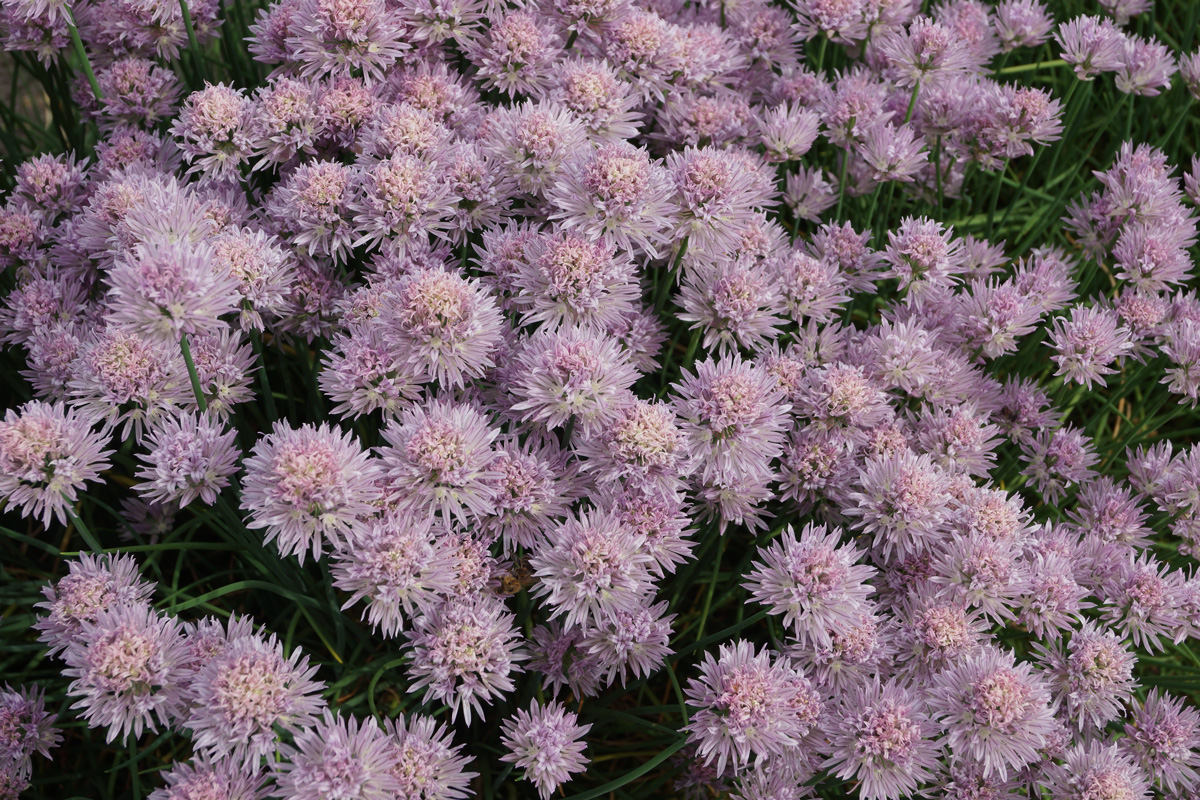 Изображение особи Allium schoenoprasum.