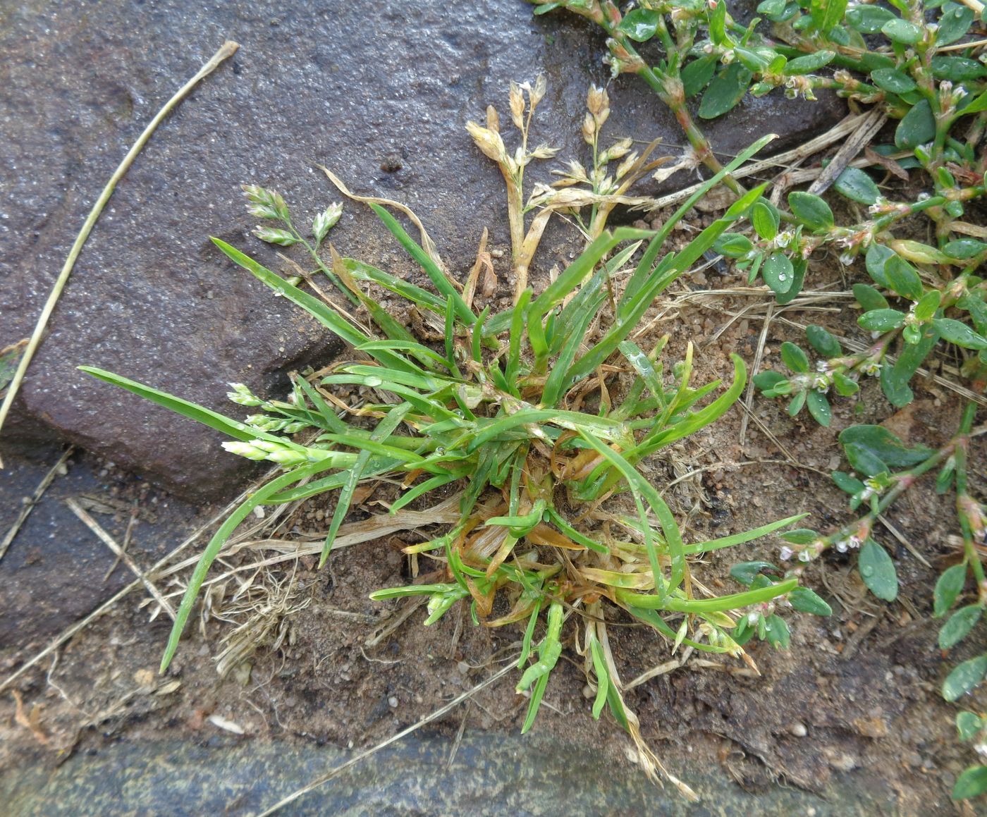 Image of Poa annua specimen.