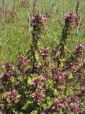 Pedicularis palustris. Отцветающие растения. Нидерланды, провинция Friesland, о-в Schiermonnikoog, влажная долина между приморскими дюнами. 13 июня 2009 г.