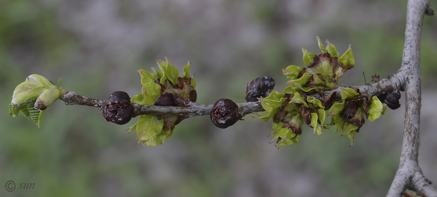 Image of Ulmus pumila specimen.