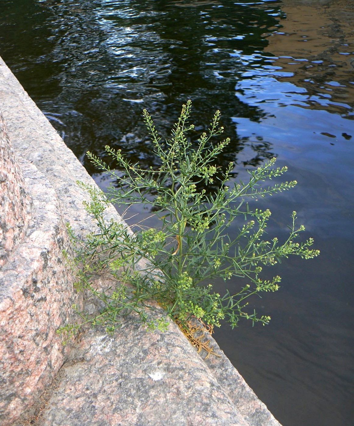 Image of Lepidium ruderale specimen.