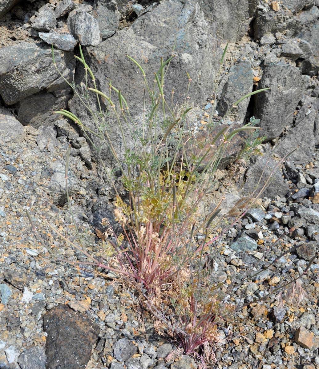 Изображение особи Eschscholzia californica.