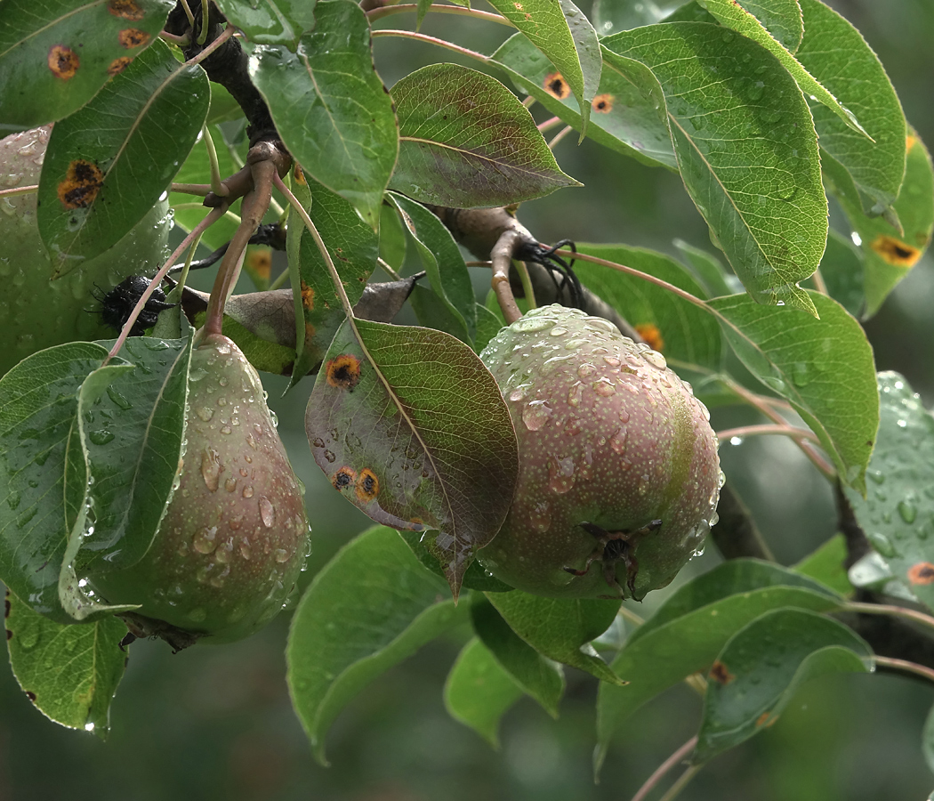 Image of Pyrus communis specimen.