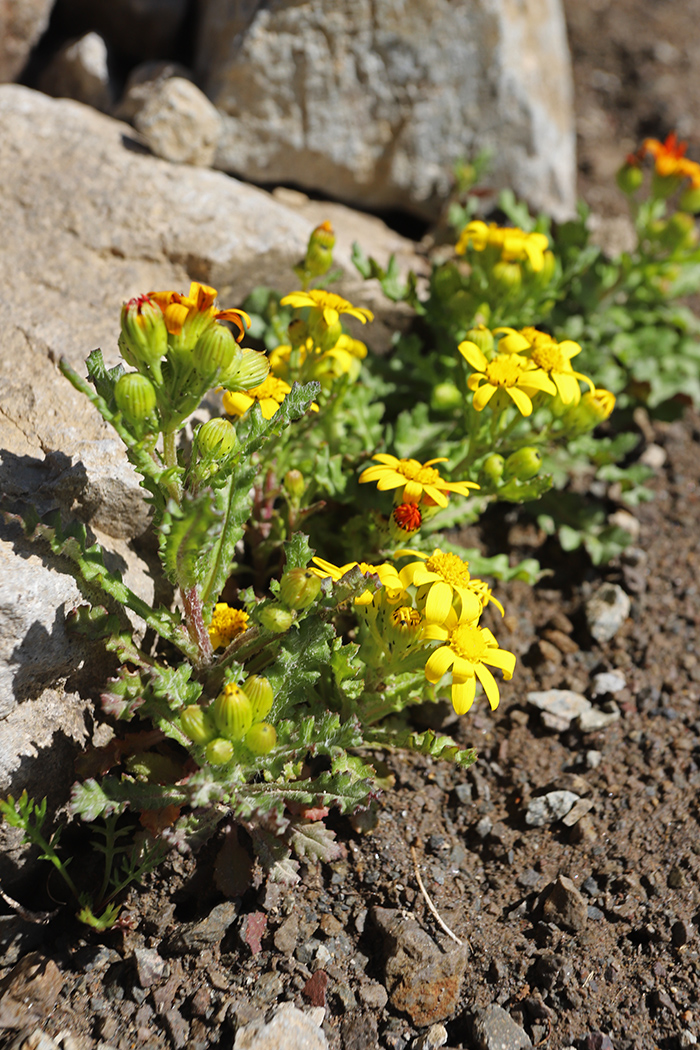 Image of Senecio sosnovskyi specimen.