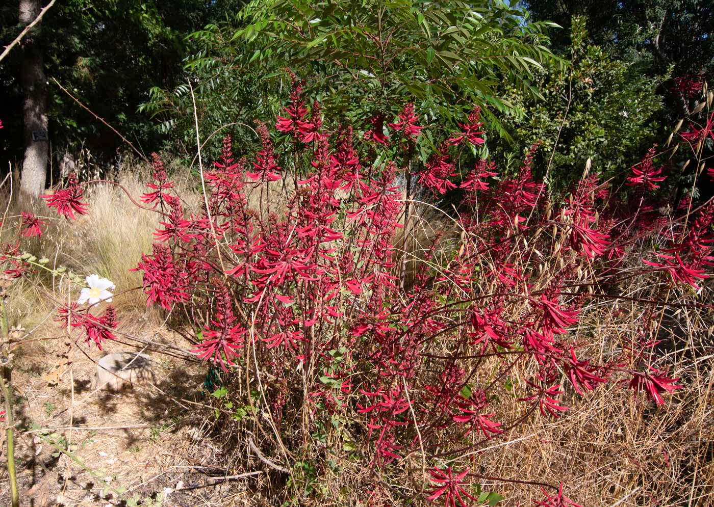 Image of Erythrina herbacea specimen.