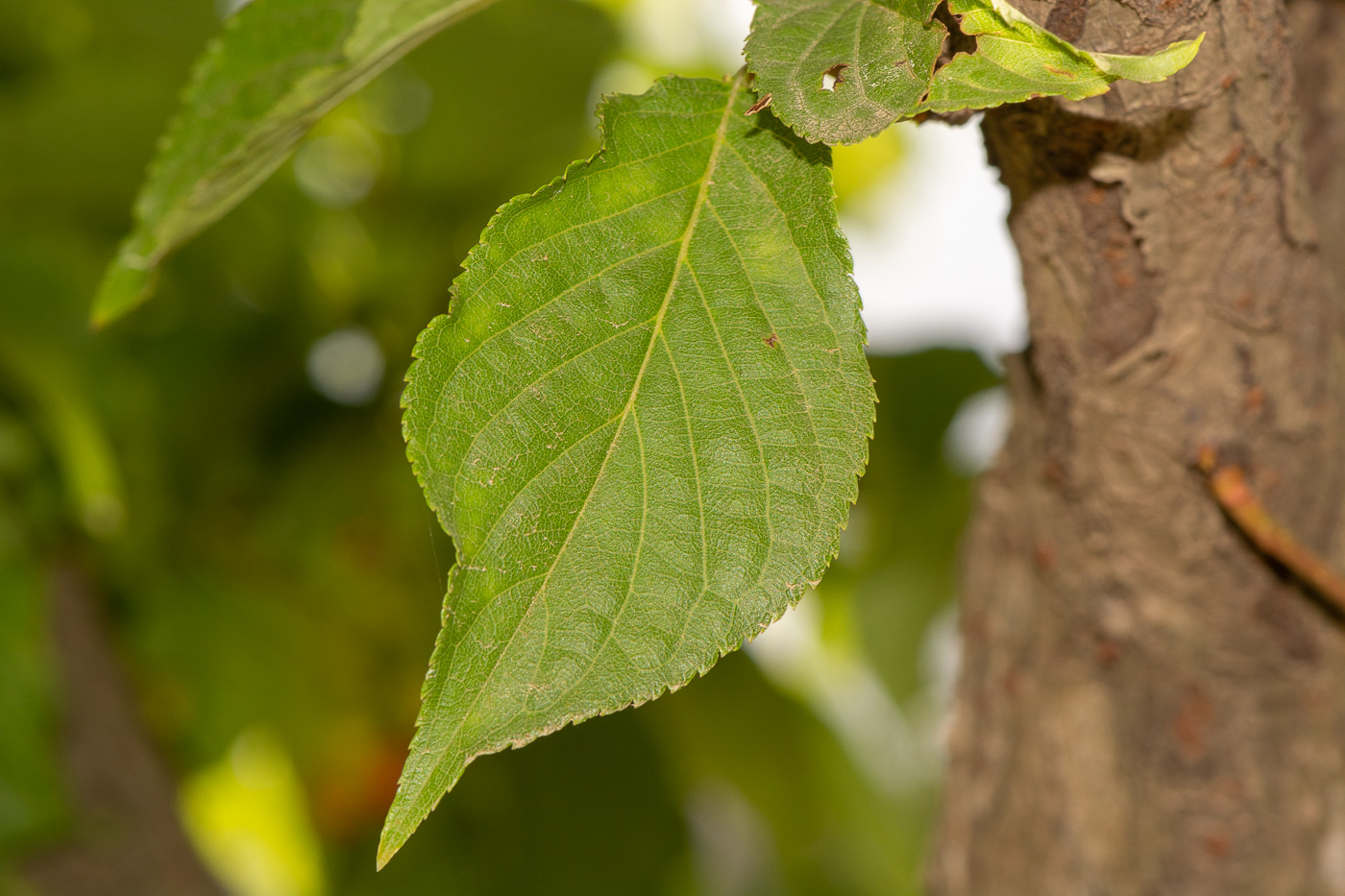 Image of Prunus campanulata specimen.