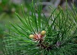 genus Pinus. Верхушка ветви с молодыми шишками. Сербия, горный массив Златибор, гора Шарган, железная дорога Шарганская восьмёрка, сухой склон, сосновый лес. 12.07.2019.