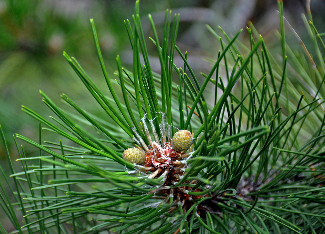 Image of genus Pinus specimen.