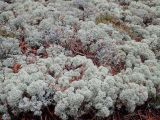 Cladonia stellaris. Талломы на почве (в сообществе с Cladonia rangiferina). Тверская обл., Кимрский р-н, окр. дер. Бурцево, сосновый бор. 16.10.2019.