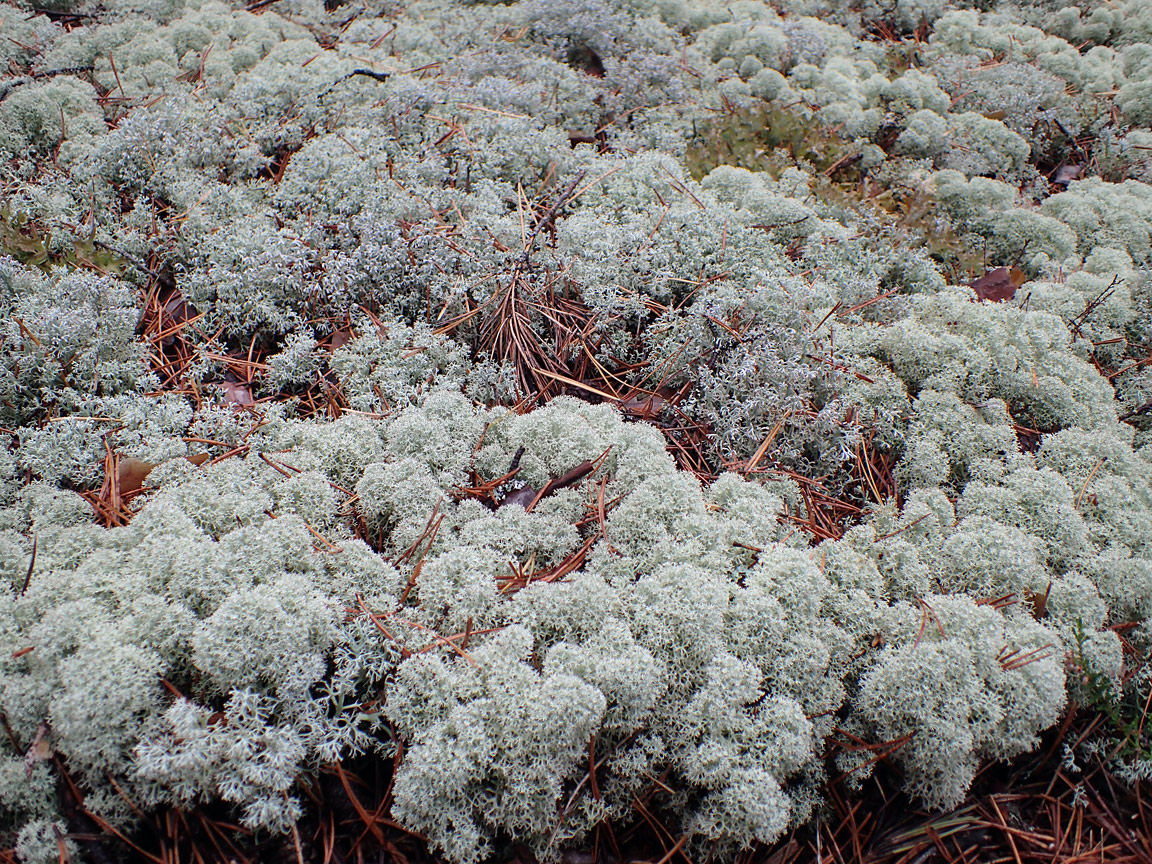 Image of Cladonia stellaris specimen.