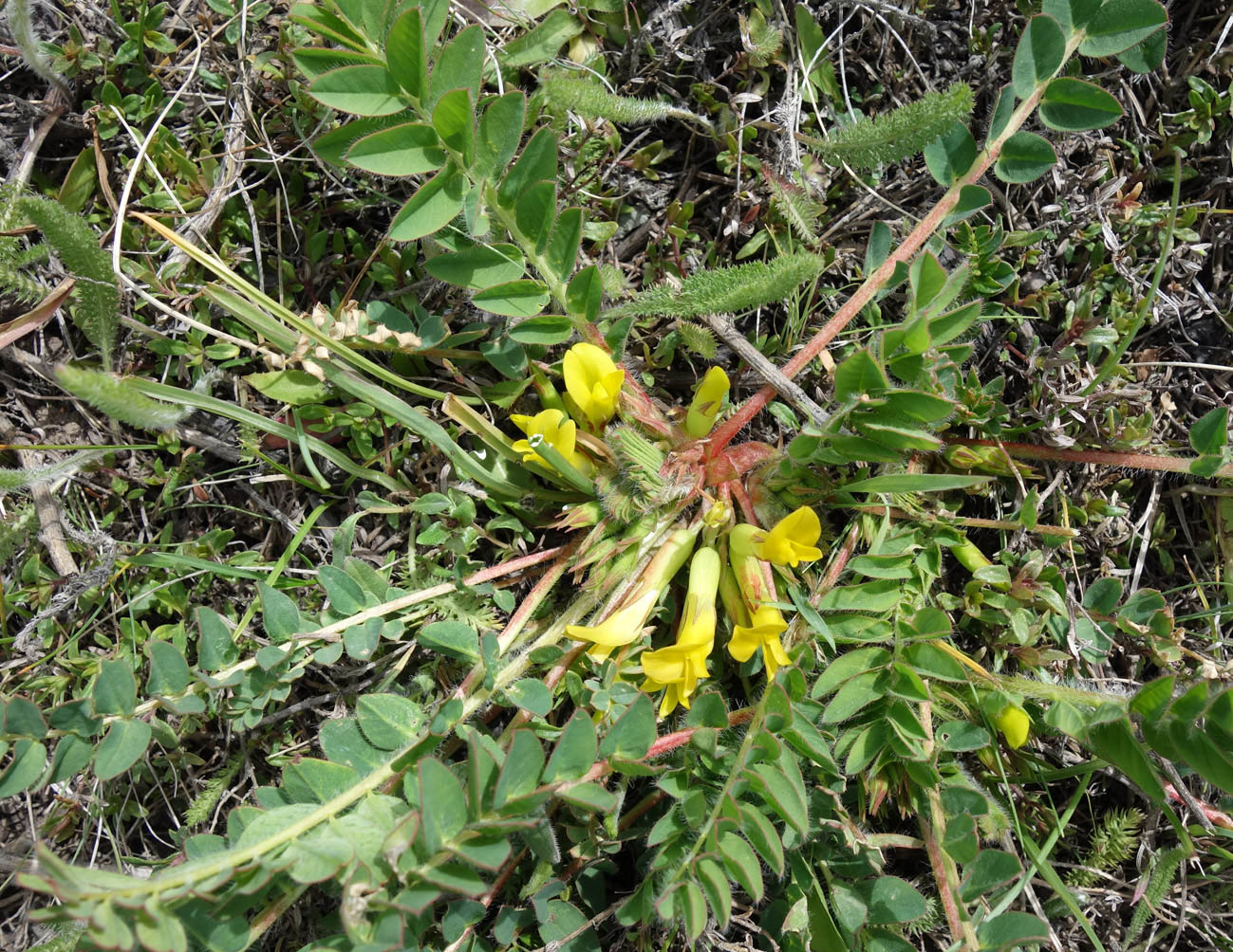 Image of genus Astragalus specimen.