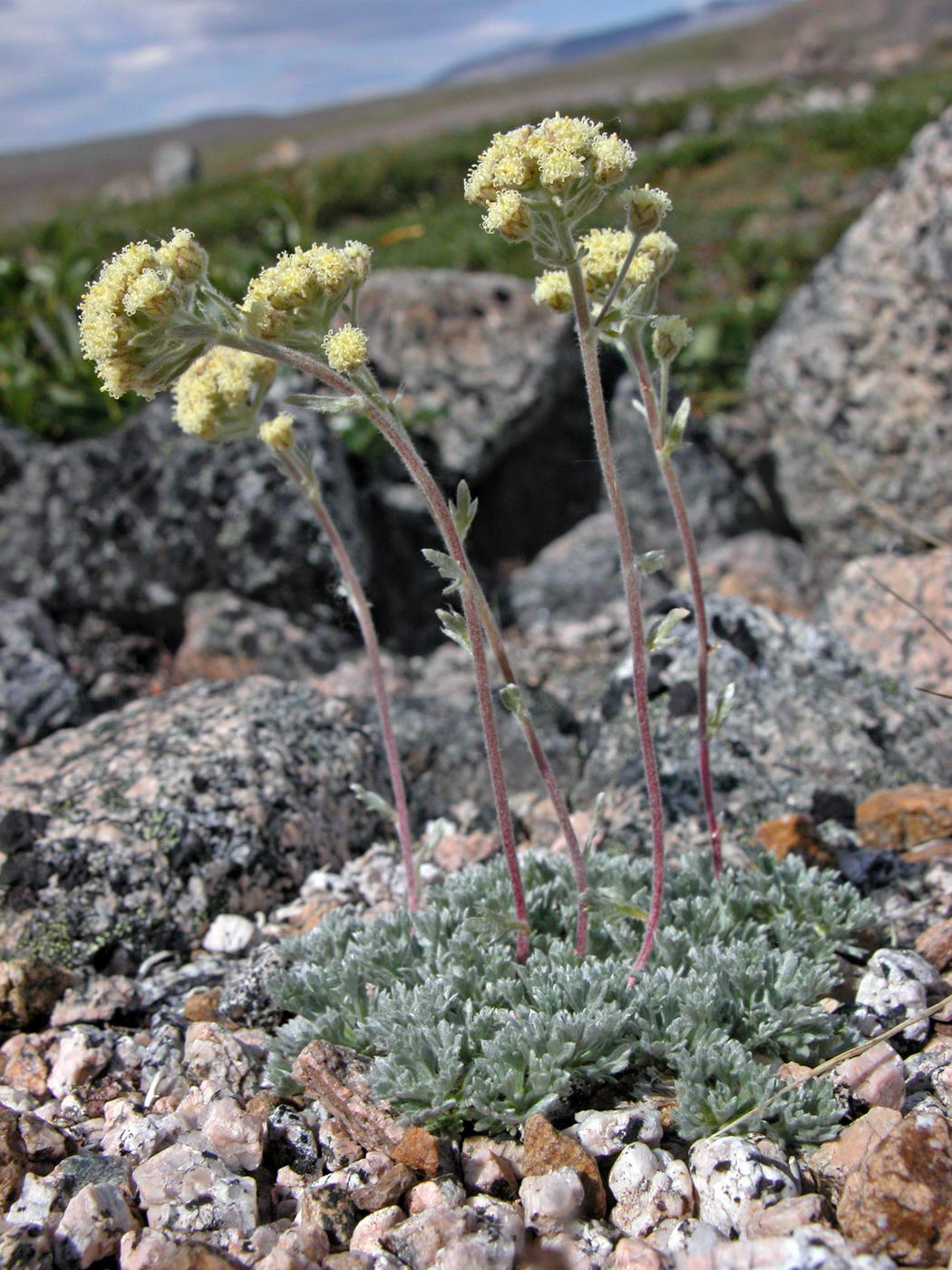 Image of Artemisia glomerata specimen.