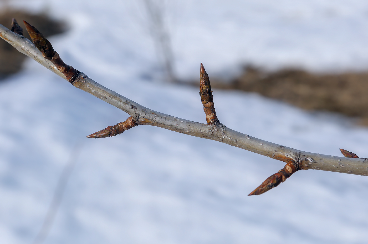 Image of genus Populus specimen.