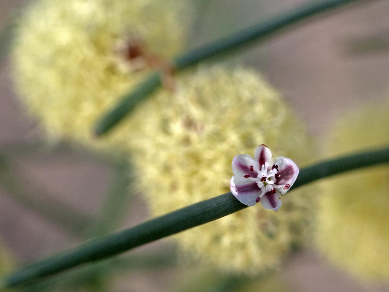 Image of Calligonum caput-medusae specimen.