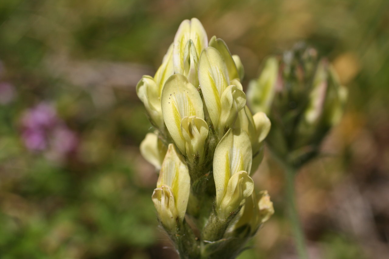 Image of Oxytropis campestris specimen.