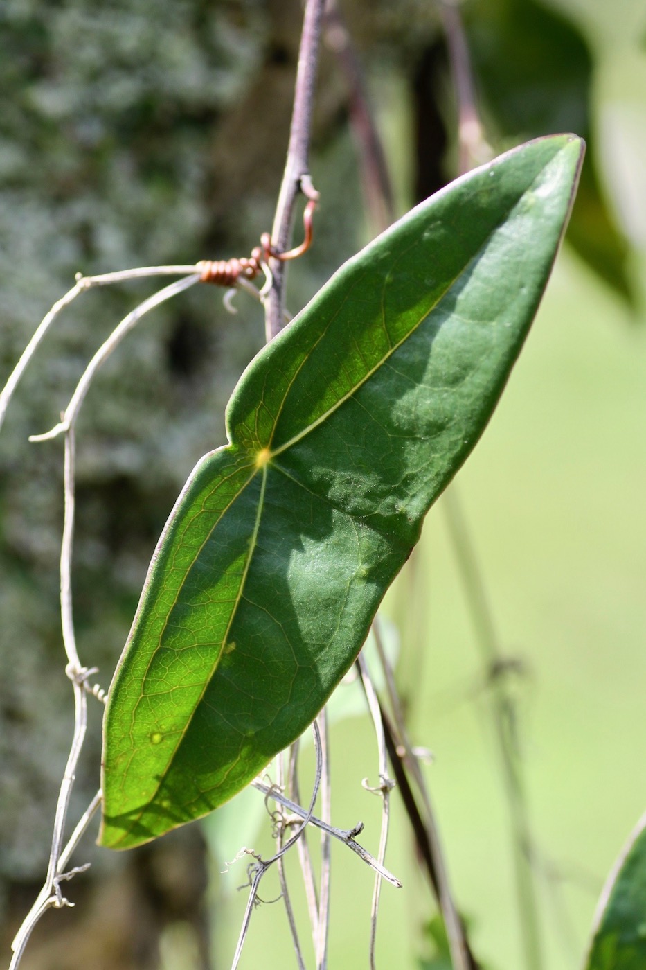 Image of Passiflora coriacea specimen.