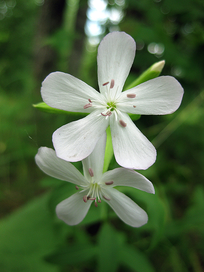 Image of Saponaria officinalis specimen.