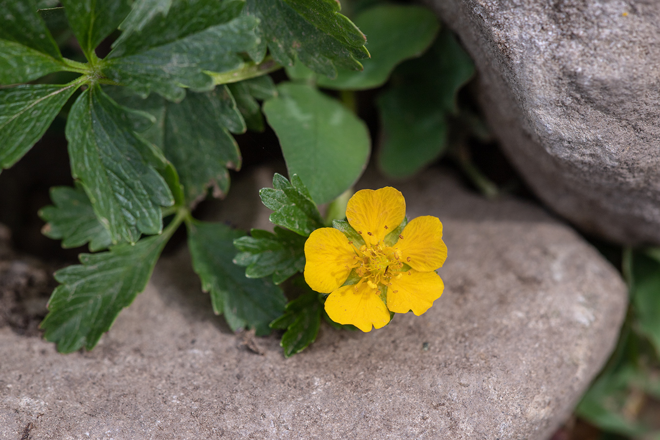 Image of Potentilla nordmanniana specimen.