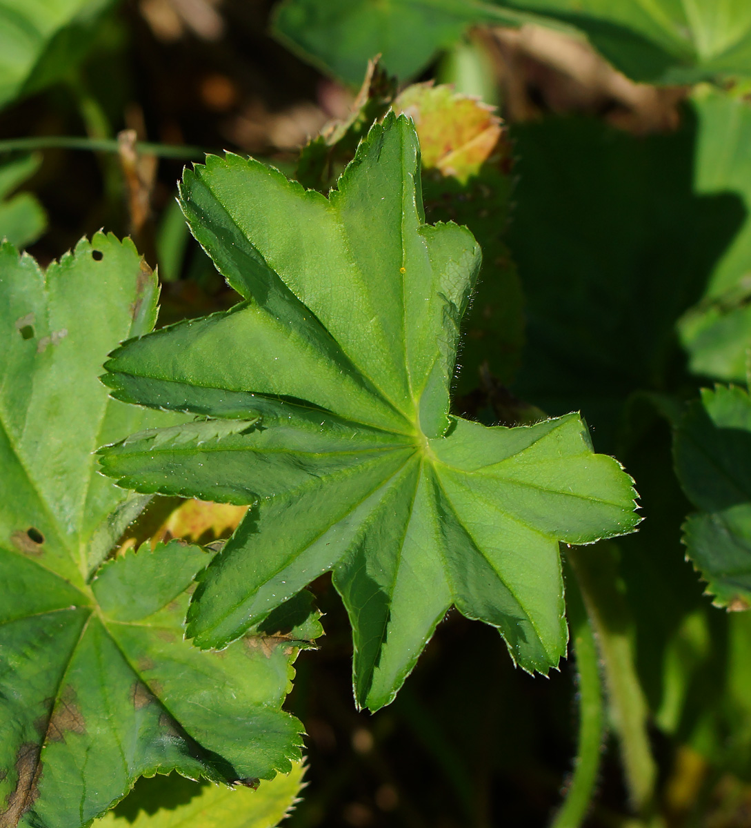 Image of genus Alchemilla specimen.