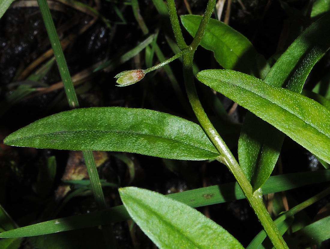 Image of Myosotis palustris specimen.