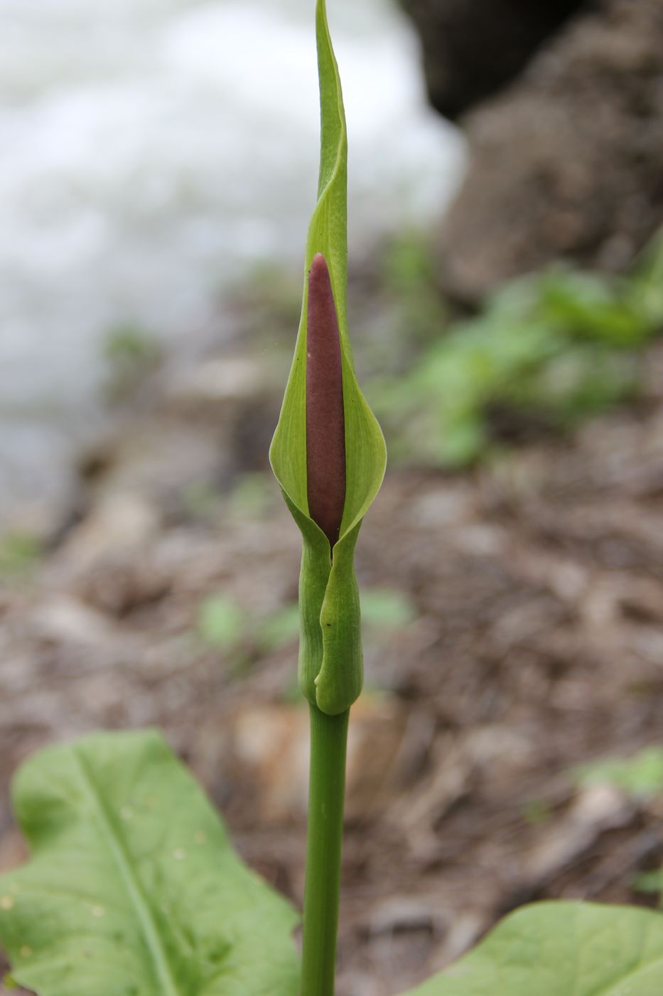 Image of Arum korolkowii specimen.