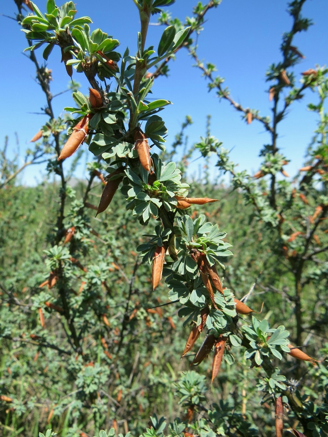 Image of Caragana spinosa specimen.