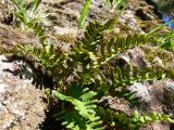 Polypodium vulgare. Спороносящее растение на скальном обнажении. Свердловская обл., окр. г. Североуральск, скалы Три Брата. 20.05.2010.