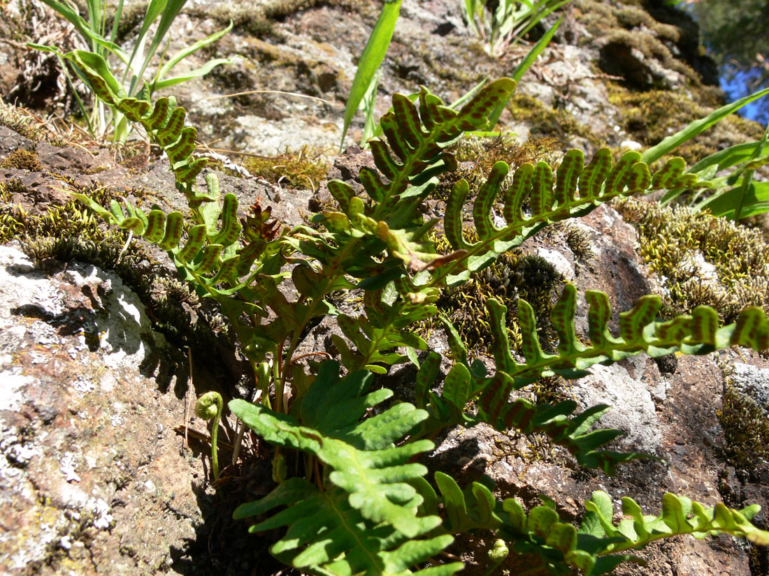 Изображение особи Polypodium vulgare.