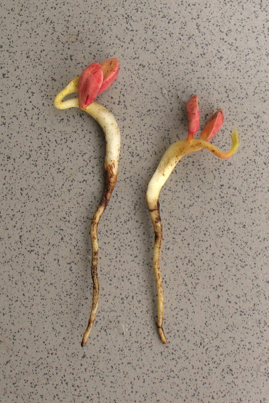 Image of Corylus colurna specimen.