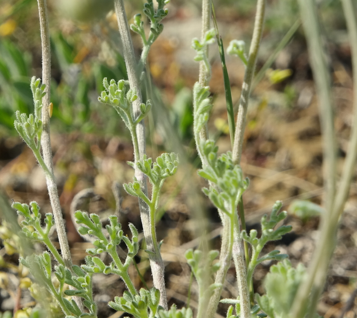 Image of Anthemis sterilis specimen.