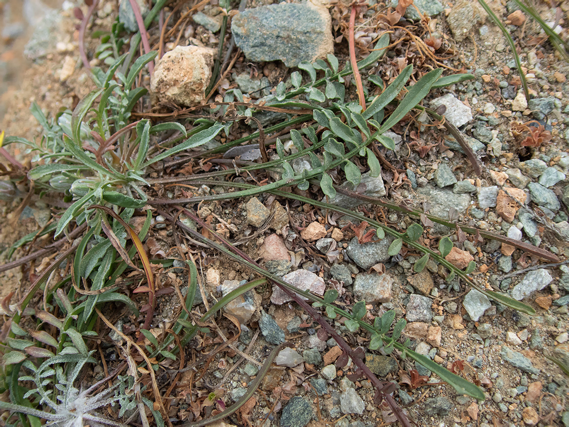 Image of Scorzonera cana specimen.