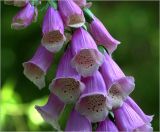 Digitalis purpurea. Цветки. Московская обл., Раменский р-н, окр. дер. Хрипань, садовый участок. 25.06.2021.