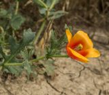 View full-size image Glaucium corniculatum