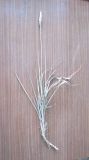 View full-size image Imperata cylindrica