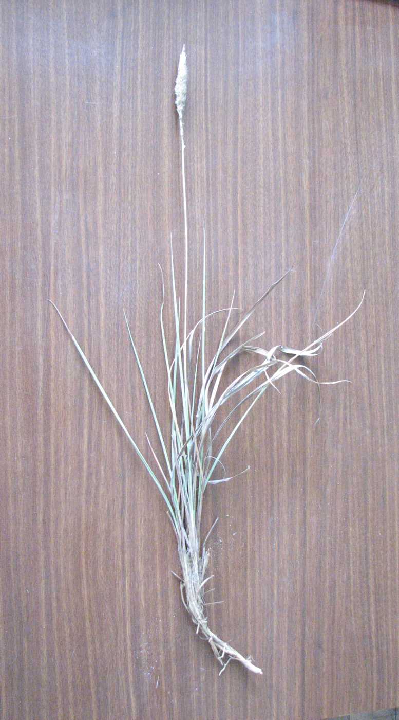 Image of Imperata cylindrica specimen.