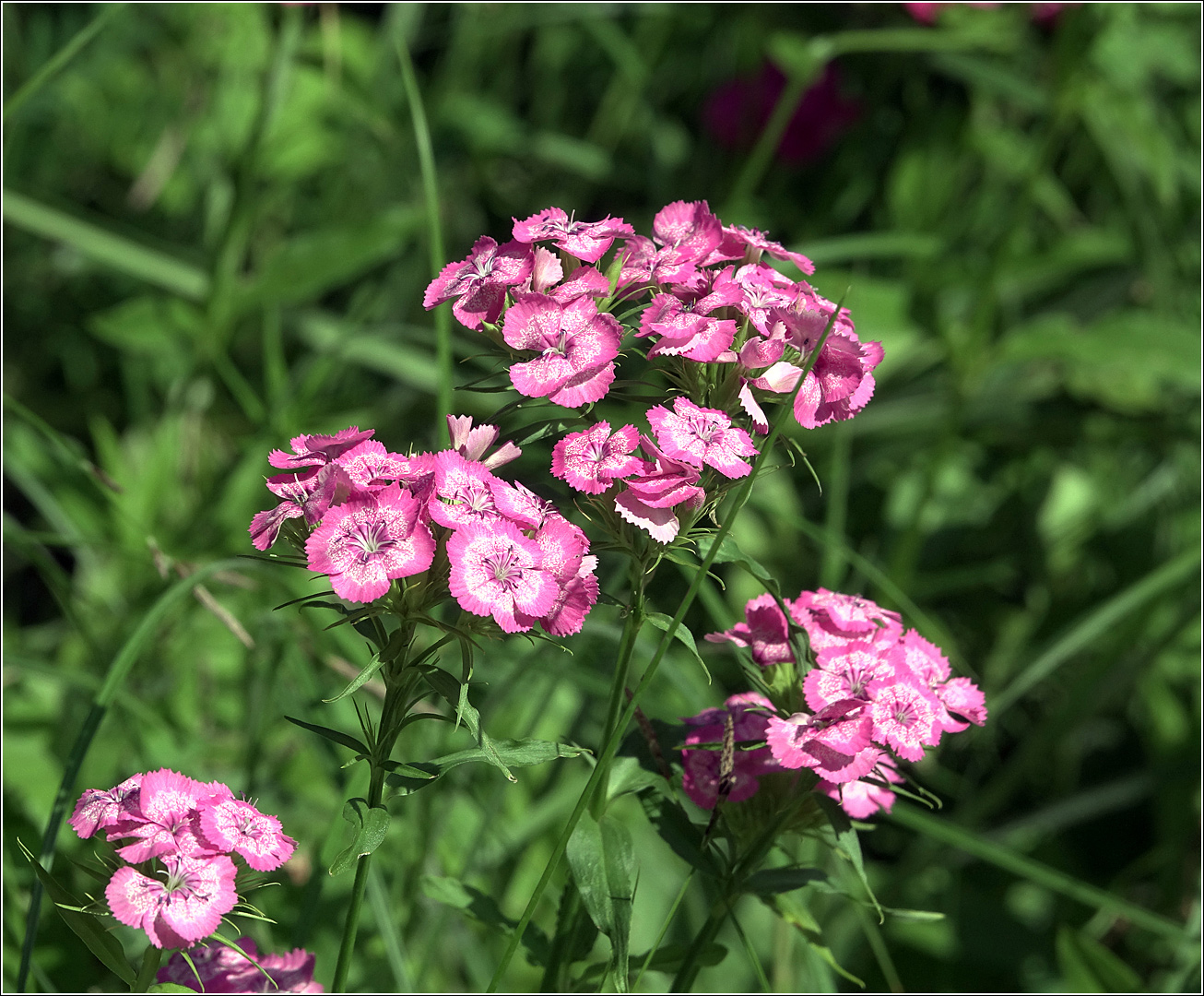 Image of Dianthus barbatus specimen.