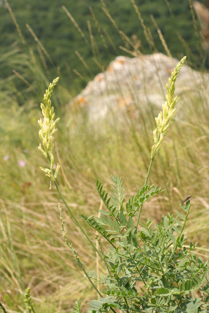 Image of Astragalus asper specimen.