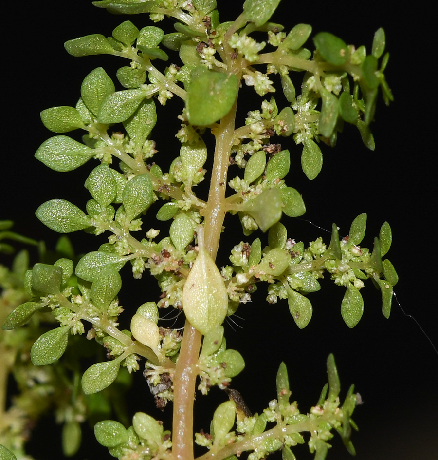 Изображение особи Pilea microphylla.