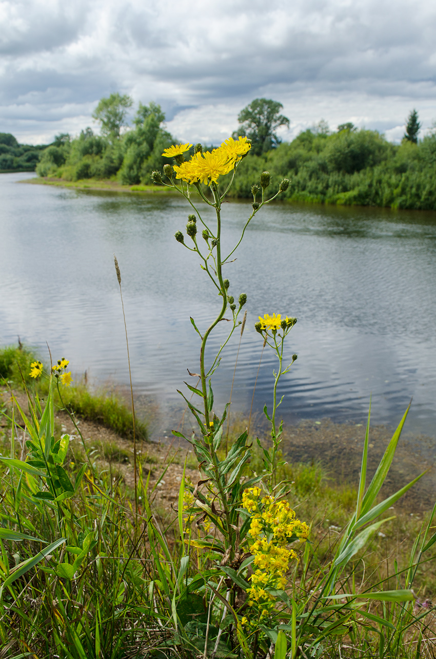 Image of Hieracium umbellatum specimen.