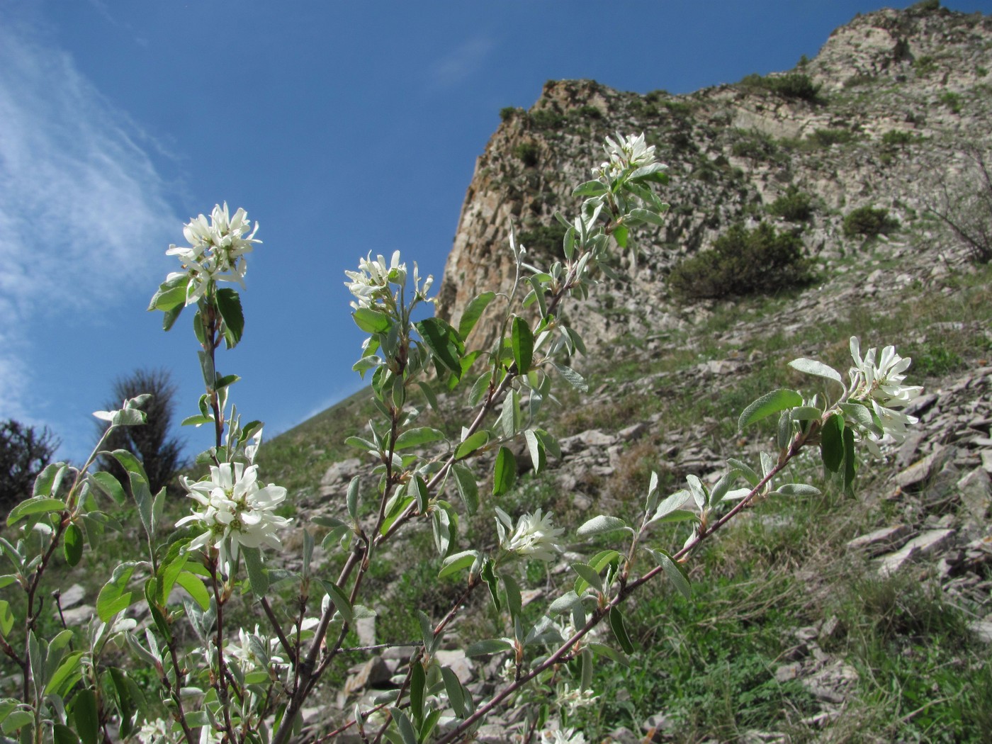 Изображение особи Amelanchier ovalis.