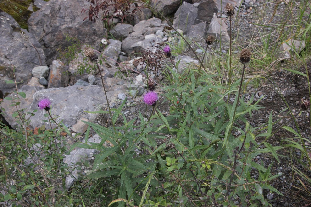 Image of Cirsium serratuloides specimen.