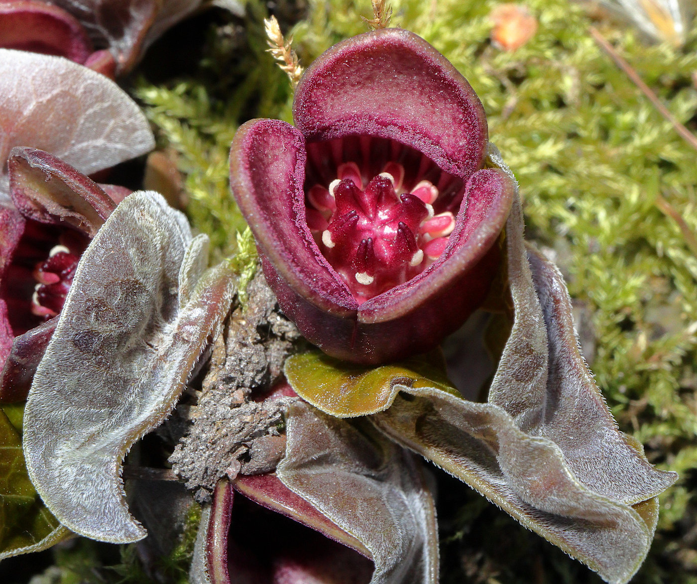 Изображение особи Asarum sieboldii.