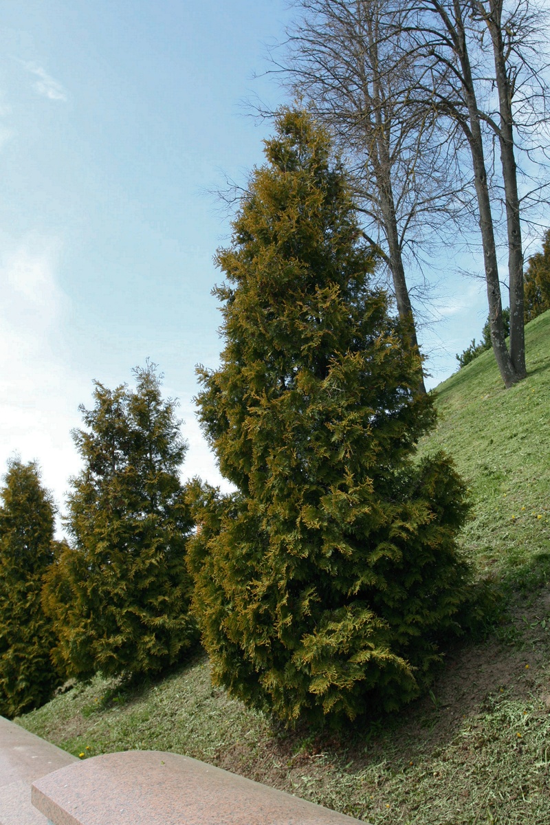 Image of Thuja occidentalis specimen.