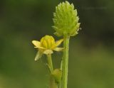 Ranunculus chinensis