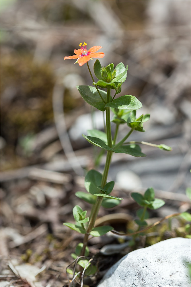 Изображение особи Anagallis arvensis.