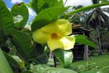 Allamanda cathartica. Цветок и листья. Папуа Новая Гвинея, регион Момасе, провинция Восточный Сепик, река Юэт, деревня Kanduanum. 27.08.2009.