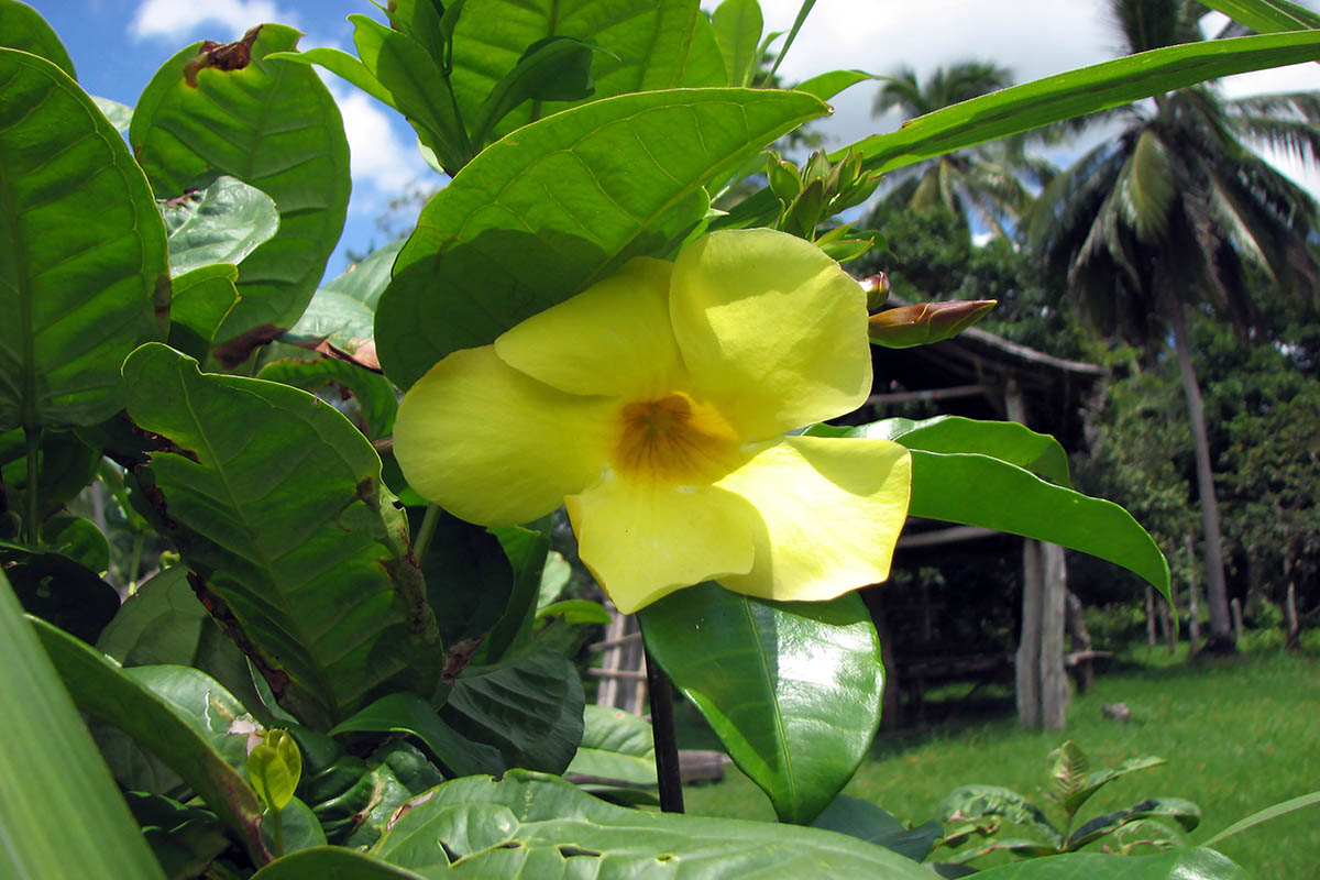 Image of Allamanda cathartica specimen.