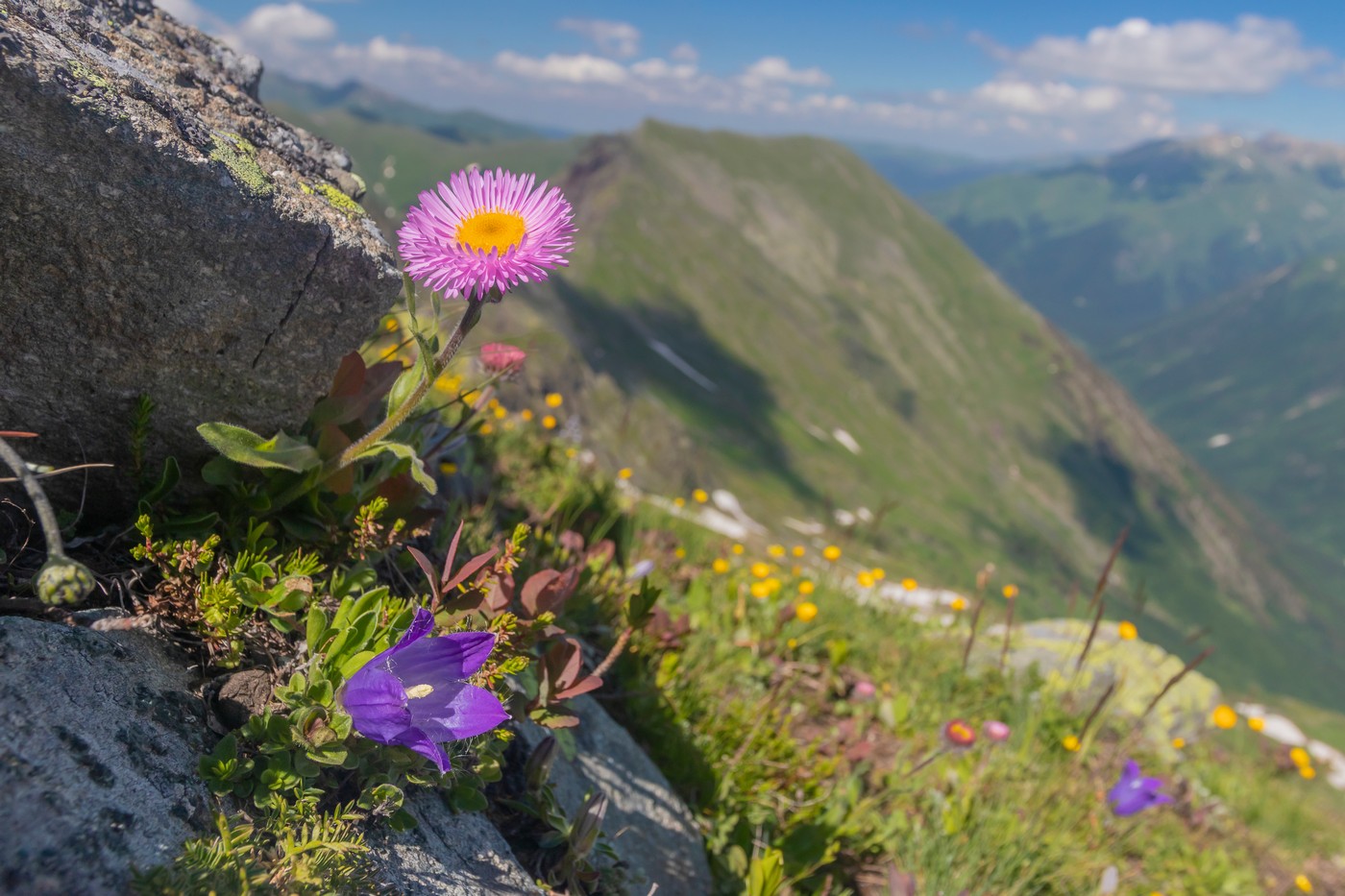 Изображение особи Erigeron venustus.