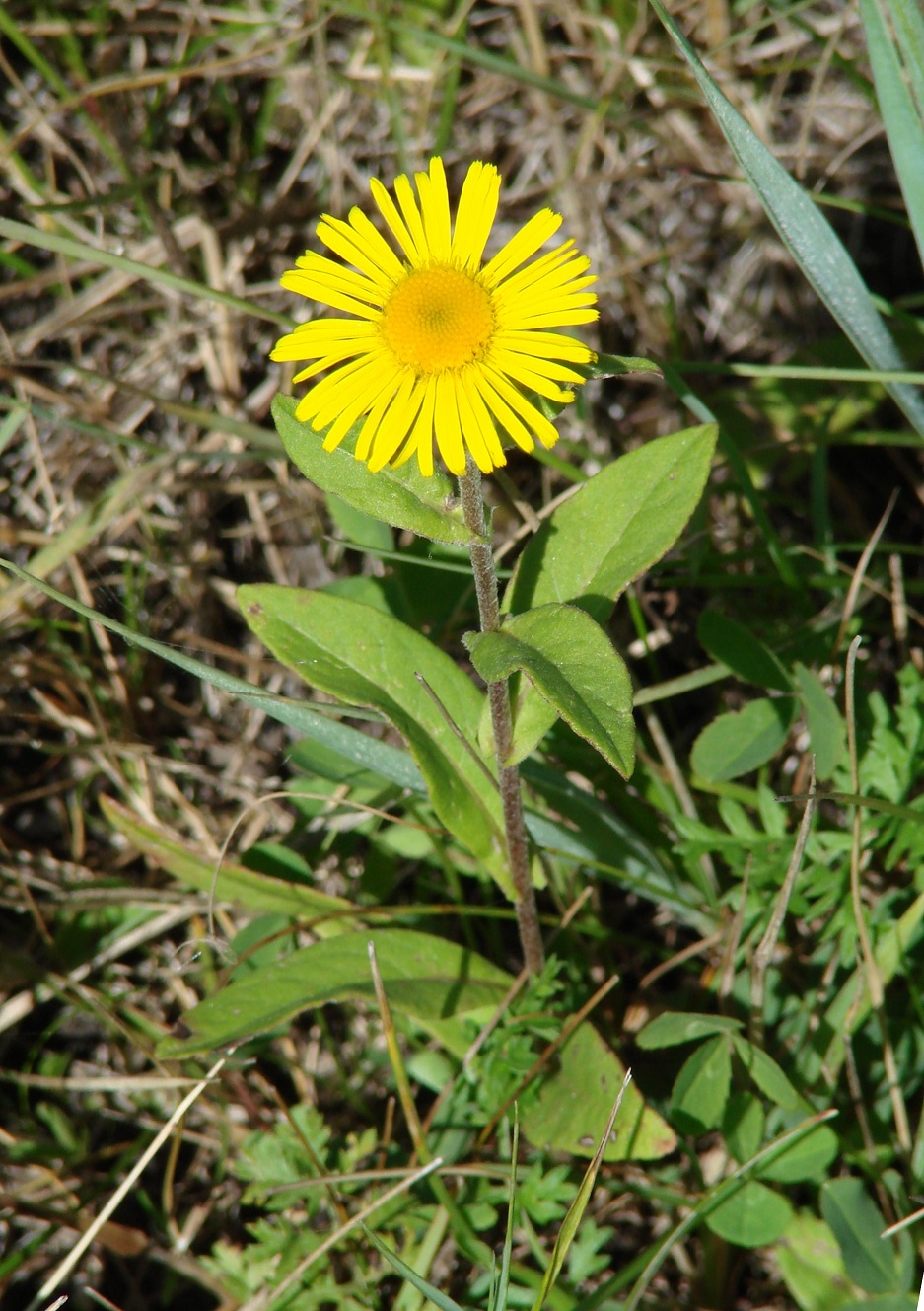 Изображение особи Inula britannica.