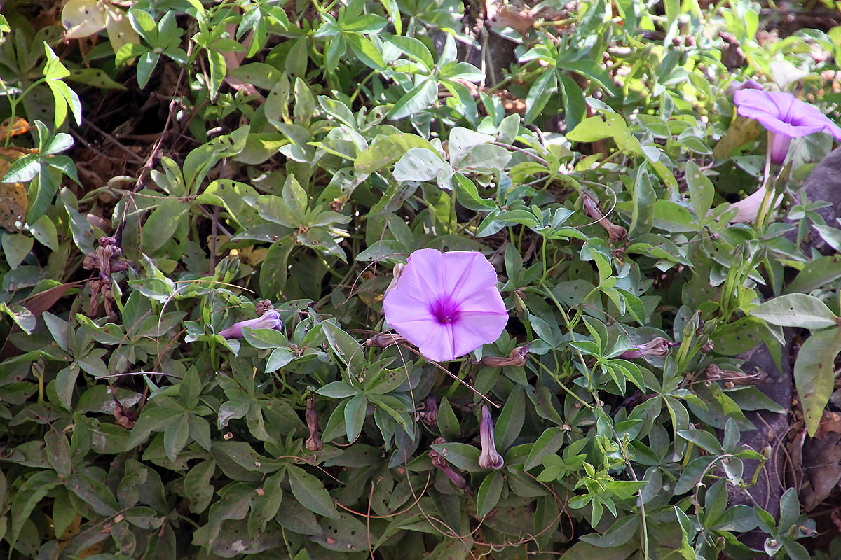 Изображение особи Ipomoea cairica.